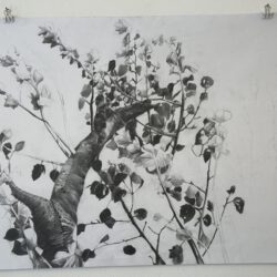 Dingkuhn, Anne: Pappeln 2